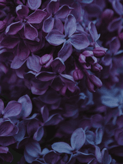 피어나는 나무.