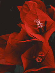 이상을 바라는 새