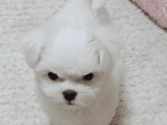 뻔뻔한 강쥐를 대하는 주인 고르기