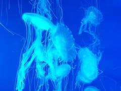 행복을 그려내는 작은 카나리아를 위해.