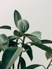 2차 연성 (세포신곡 등) 