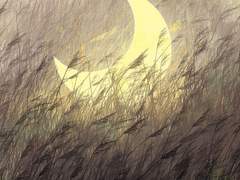 달에서 내려온 공주님