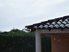 (청명송백) 소나기