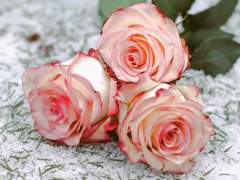 [라비타샤]영원을 묶기 위한,