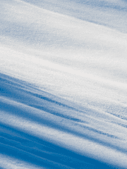 새가 추락하는 동안