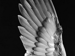 [학의날갯짓] 첫사랑