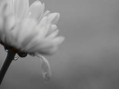 흰 국화꽃 한송이.