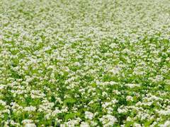 한겨울의 메밀밭