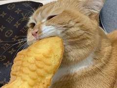 붕어빵 메이트 talk