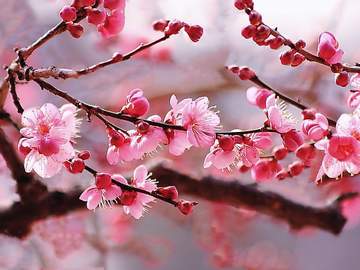 객화병(喀花病)