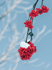 베테랑 사니와의 혼마루에 온 견습과 그걸 지켜보는 도검