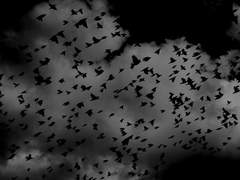 마탑의 마지막 제자는 마왕이 되었습니다.