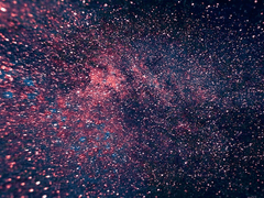 Ocimum basilicum : 단편