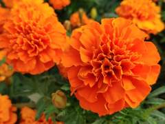 메리골드 한 송이 - 열 여덟 송이