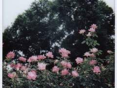 여름겨울채리연호