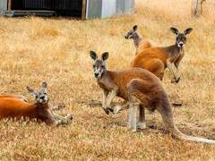 캥거루 아일랜드 프라이빗 투어