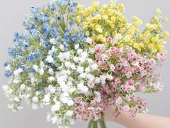 안개꽃에 관하여