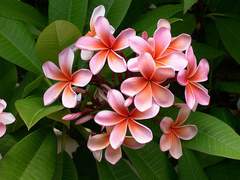 쌍방인데 꽃토병 걸리는 병신들