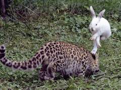 푸쉬파 자타공인 매맞남인데