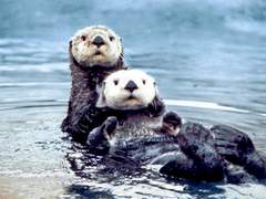 강가에 살지만 해달수인이라 치자