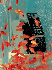 어떤 사랑은 이루어질 수 없기에 아름답다