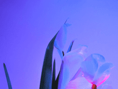 ゆくさえ あやめ