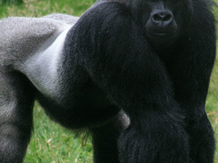 변경의 노기사 발드 로엔