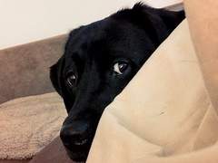 사랑받고 싶다는 생각을 하다 자고 일어났더니 진짜로 개가 되어있었습니다?! 上