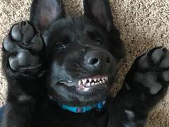 사랑받고 싶다는 생각을 하다 자고 일어났더니 진짜로 개가 되어있었습니다?! 下