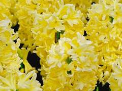 히아신스 밭에서