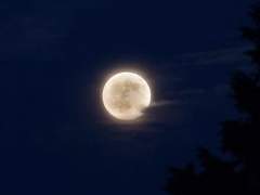 [화산귀환] 천하의 말코 도사 당보 놈 보아라