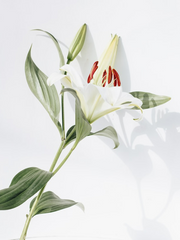 여름청춘 백합 잡글,잡긂