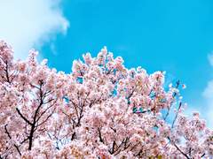 [은예] 벚꽃잎 04