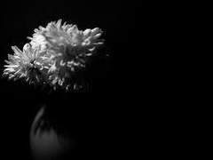 다자아츠-하나하키병