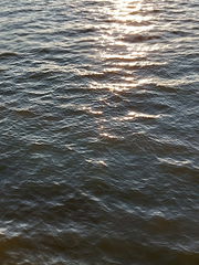 브래드쇼의 일상