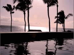 남국의 태양 - 46