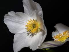 [제노히카] Hellebore