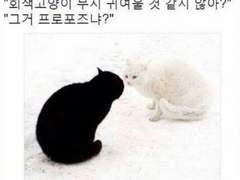 [안켈] 하프마이아 무지 귀여울 것 같지 않아?