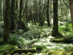 [소설] 마기로기, 녹의 애가 (6,853자)