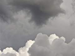 금붕어 익사사건