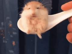 04. 행동이론 및 인지발달이론-피아제, 스키너, 반두라, 매슬로우, 로저스