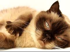 인티제가 일상 얘기를 안 하는 이유