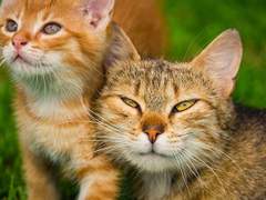 인티제는 차라리 위로해주길 원한다.