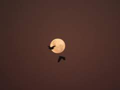 A sliver lining over the moon