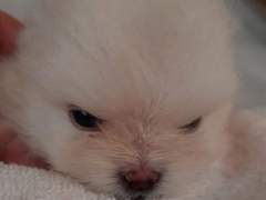 억울 강쥐를 대하는 주인 고르기