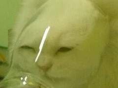 뱀파이안인간젬스