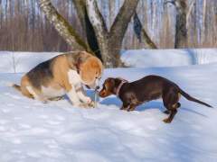 댕댕이 집안🐾