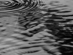 Niveum Fidei Characteris / 인간