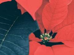 붉은 색의 향연은,