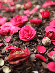 Camelia Ariel Von Wiltshire